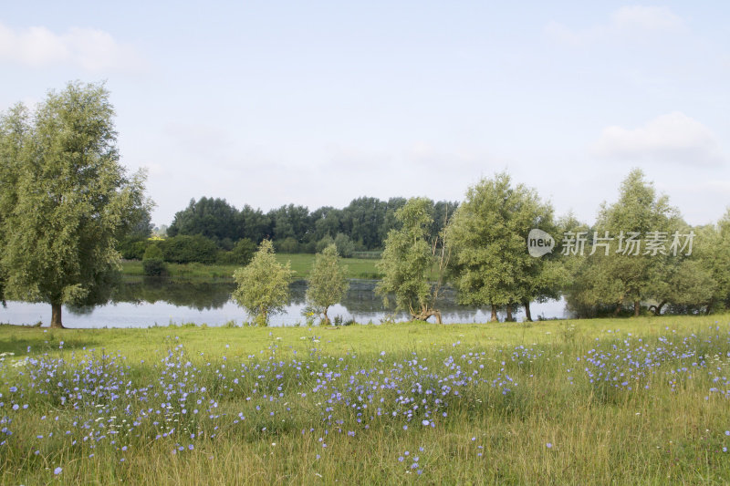 菊苣(Cichorium intybus)